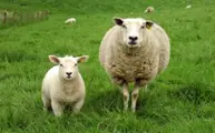 Moutons - source de la laine