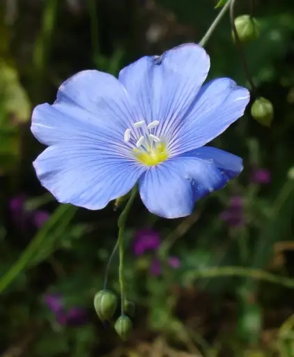 Fleur de lin - fibre naturelle