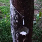 Dossier latex pour moquette